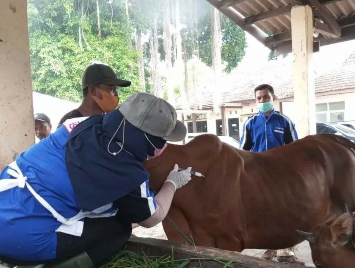 Petugas melakukan pengobatan pada sapi di kandang karantina, Tanjung Bumi, Kabupaten Bangkalan beberapa hari lalu (Foto: Facebook Dinas Peternakan Kabupaten Bangkalan)