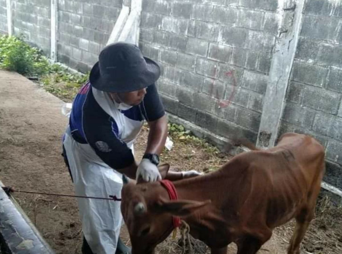 Petugas sedang mengobati sapi yang sedang sakit.(Foto: Disnak Bangkalan for Jatimnow.com)