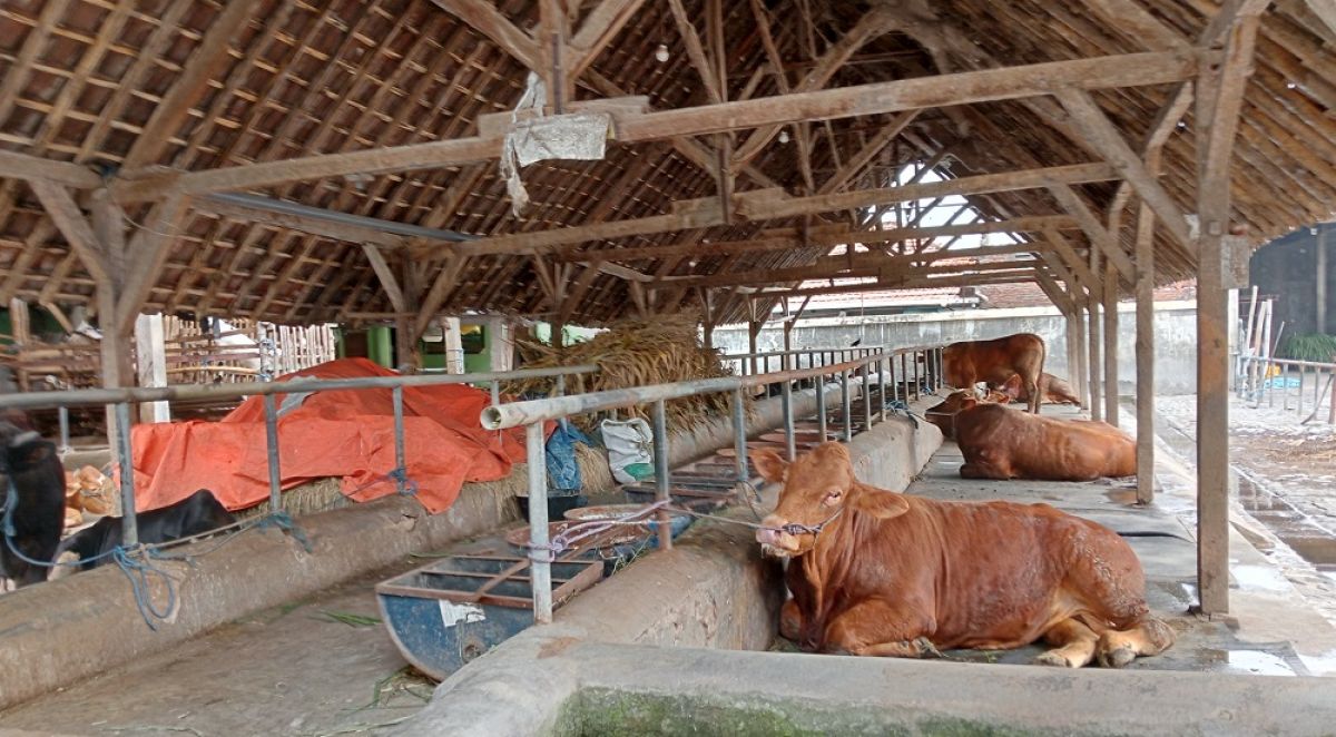 Kandang sapi milik M. Amin peternak sapi Dusun Kandangan, Desa Kepuhkembeng, Kecamatan Peterongan, Kabupaten Jombang kondisinya sepi. (Foto: Elok Aprianto/jatimnow.com)