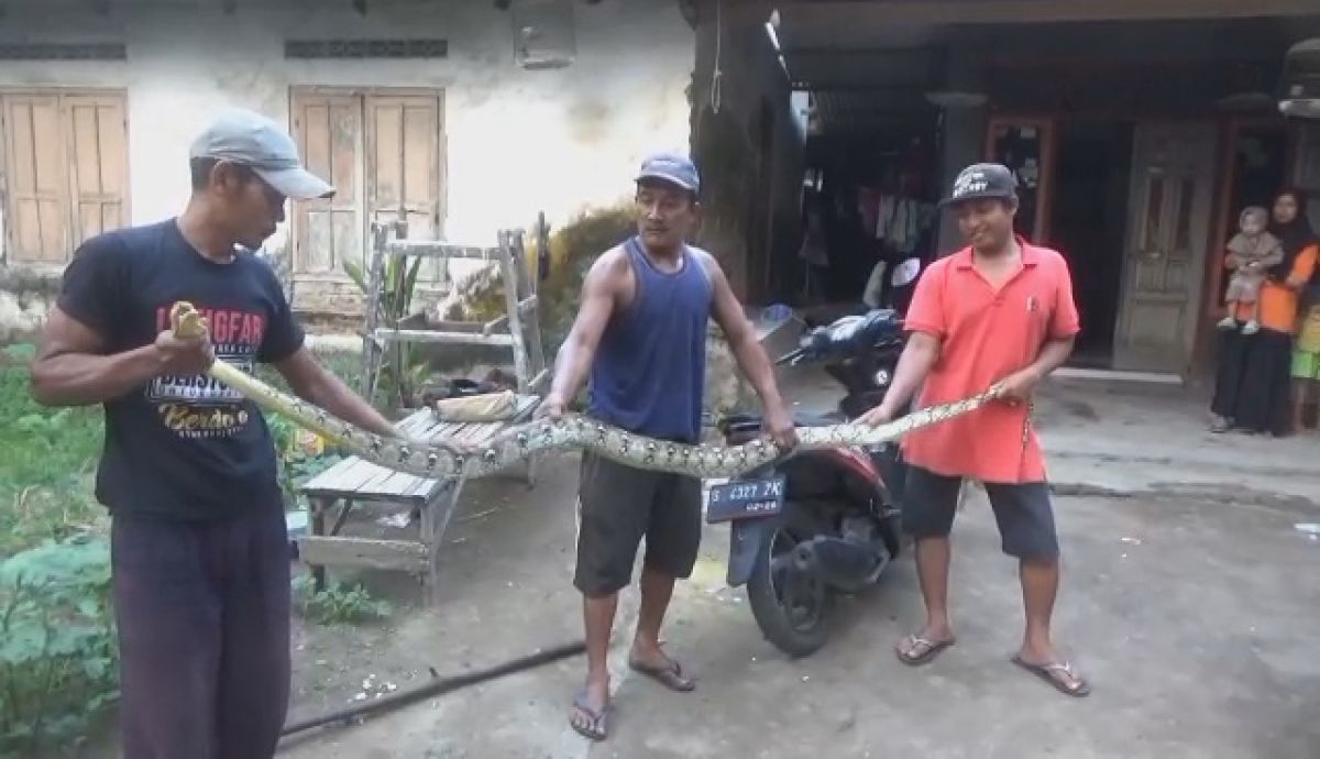 Warga saat menangkap ular piton sepanjang 4 meter.(Foto: Elok Aprianto)