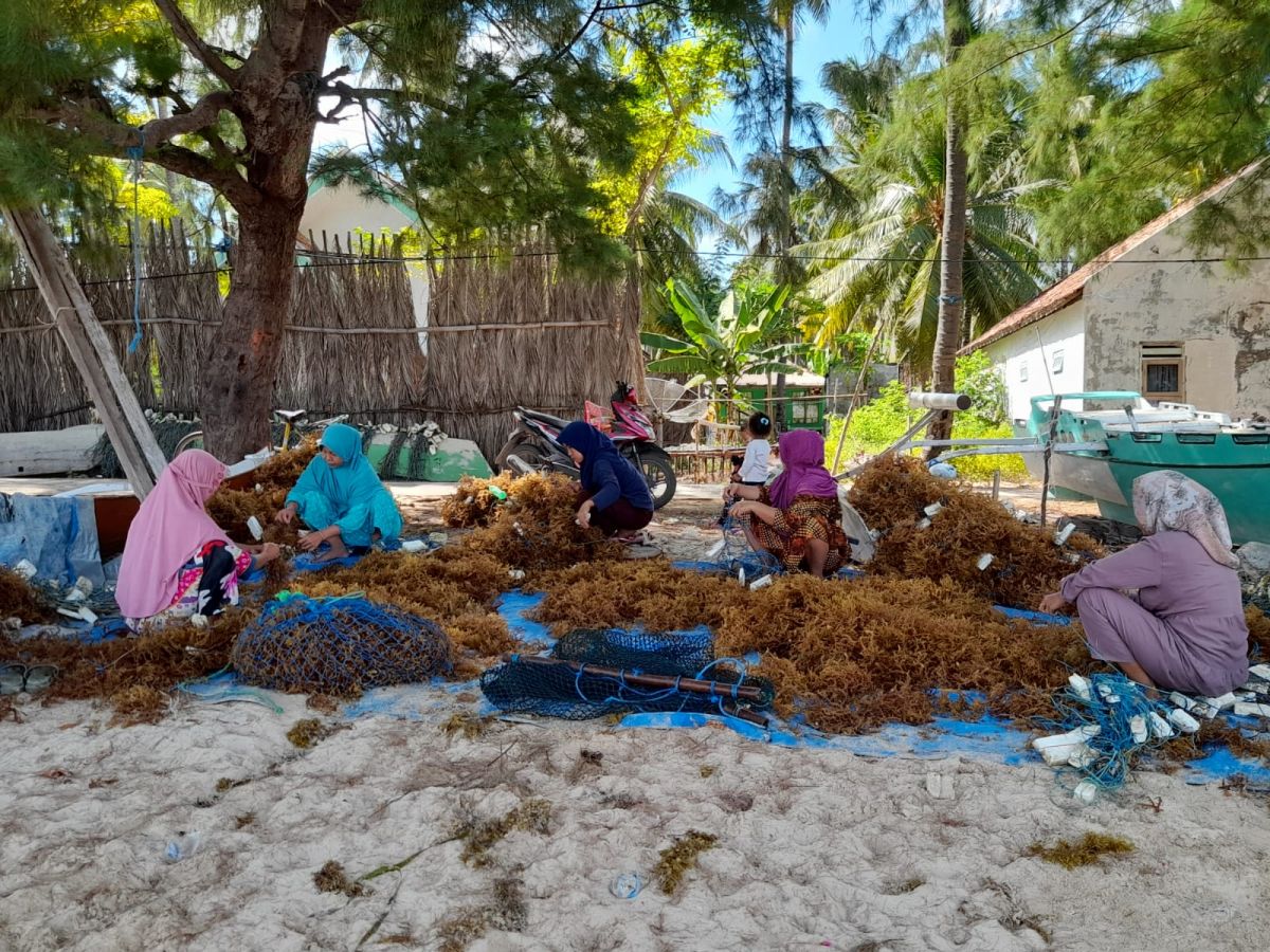 Nelayan dan warga melakukan pembibitan rumput laut jenis Cattoni di Desa Sadulang, Sumenep.(Foto: Bustamil Arifin for jatimnow.com)