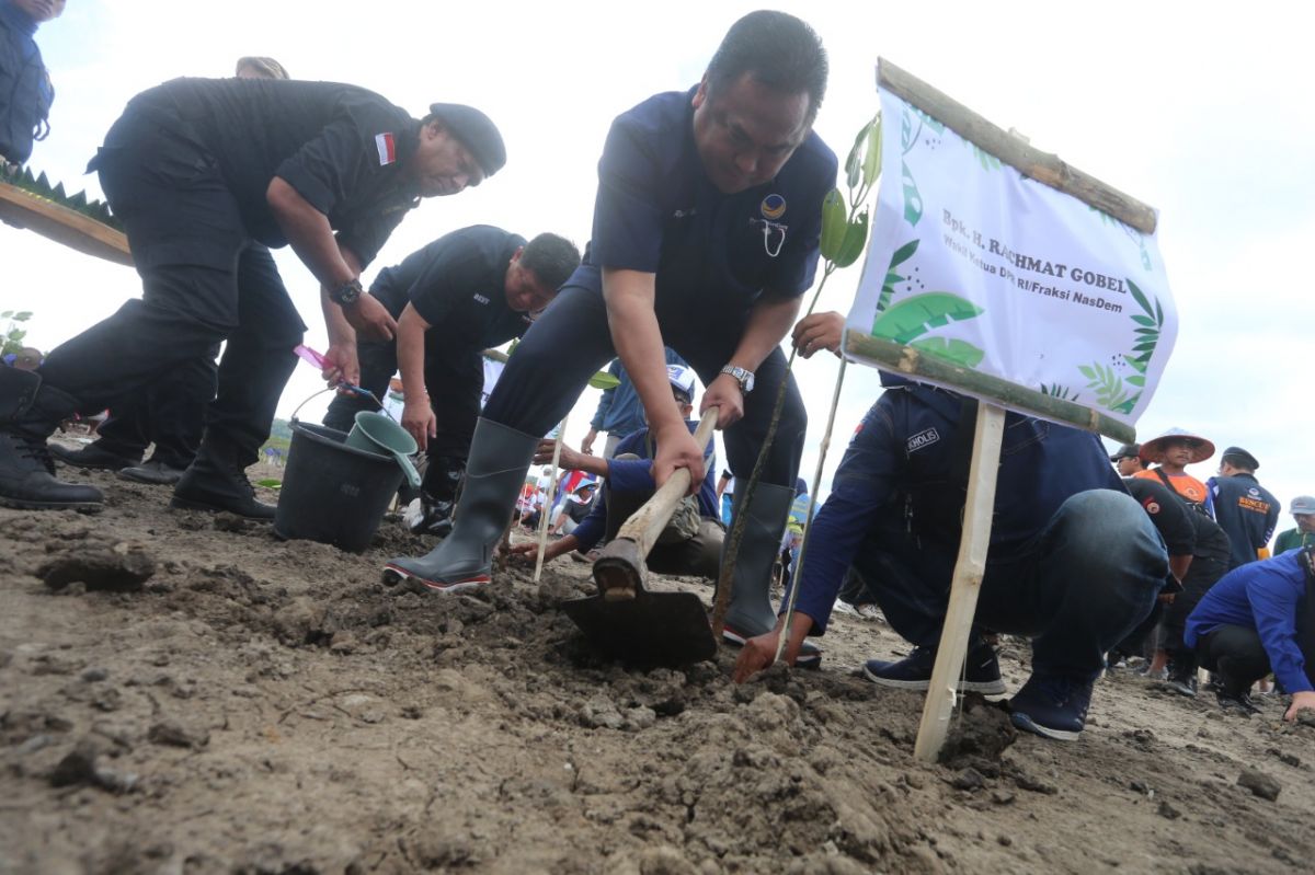 Penanaman ribuan pohon mangrove di Banyuwangi oleh Parta NasDem