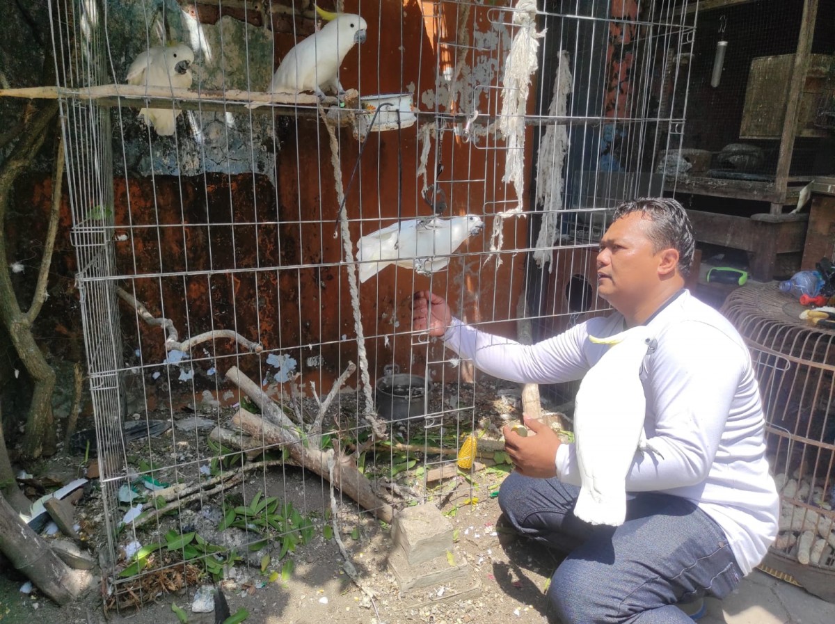 Ahmad Sodig saat melihat burung Kakatua yang ditangkarkan.(Foto: Achmad Supriyadi/jatimnow.com)