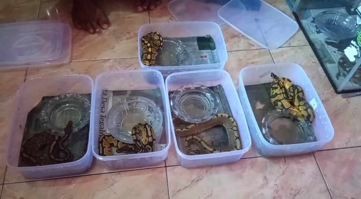 Ular piton.(Foto: Moch Rois)