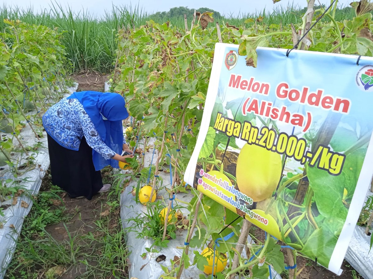 Agrowisata melon.(Foto: Nor for jatimnow.com)