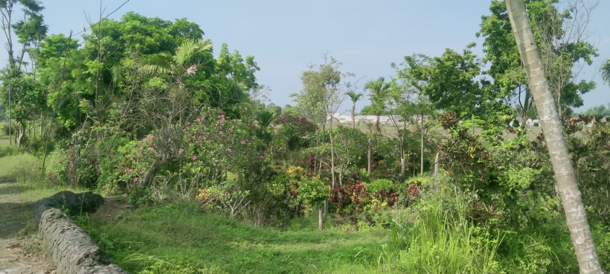 Taman bunga di sekitar Dam Pulorejo.
