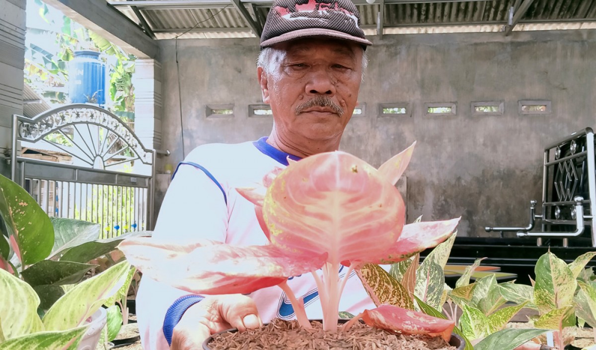 Abdul Syukur menujukkan jenis red anjani yang paling banyak diburu. (foto: Elok Aprianto/jatimnow.com)