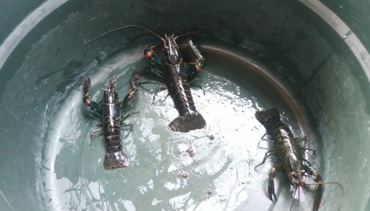 Menikmati tumis lobster air tawar di tepi Jalan Patiunus, Kota Pasuruan