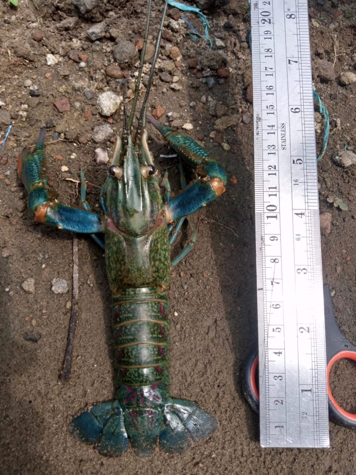 Ali menunjukkan ukuran lobster air tawar yang ukurannya tidak kalah dengan budi daya lobster laut. (foto: Elok Aprianto/jatimnow.com)