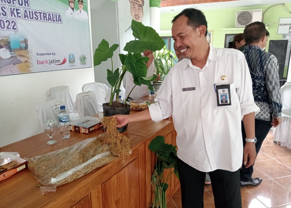 Daun talas bening berbentuk rajangan dari Jombang yang diekspor ke Australia