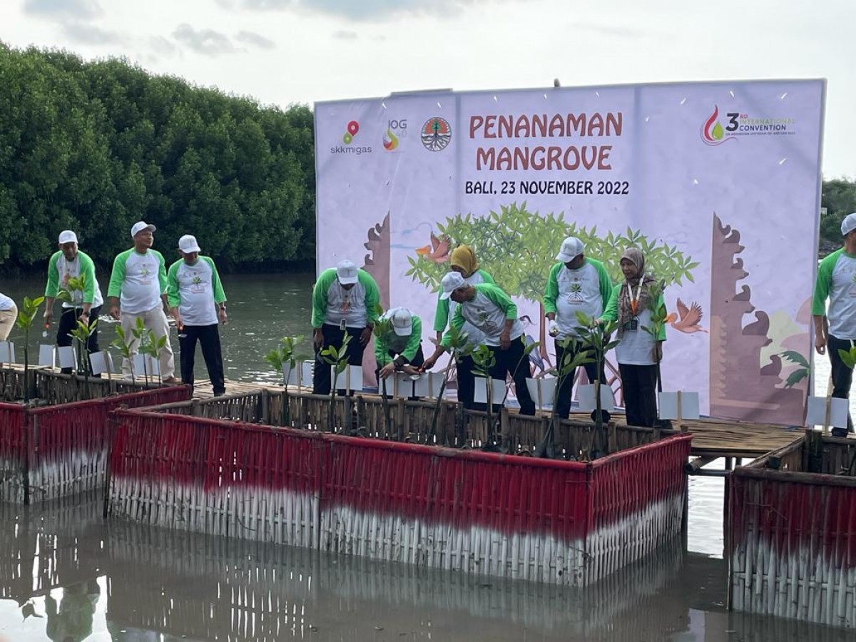 Penanaman Pohon Mangrove di Bali