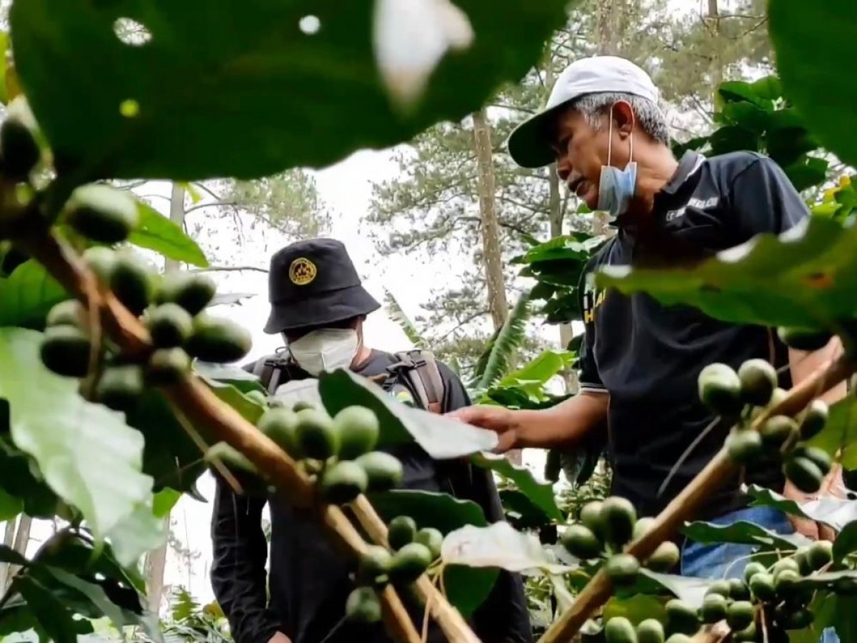 Petani kopi merawat arabika wilis hasil budi daya dari Pemkab Kediri untuk komoditas ekspor. (foto: Yanuar Dedy/jatimnow.com)