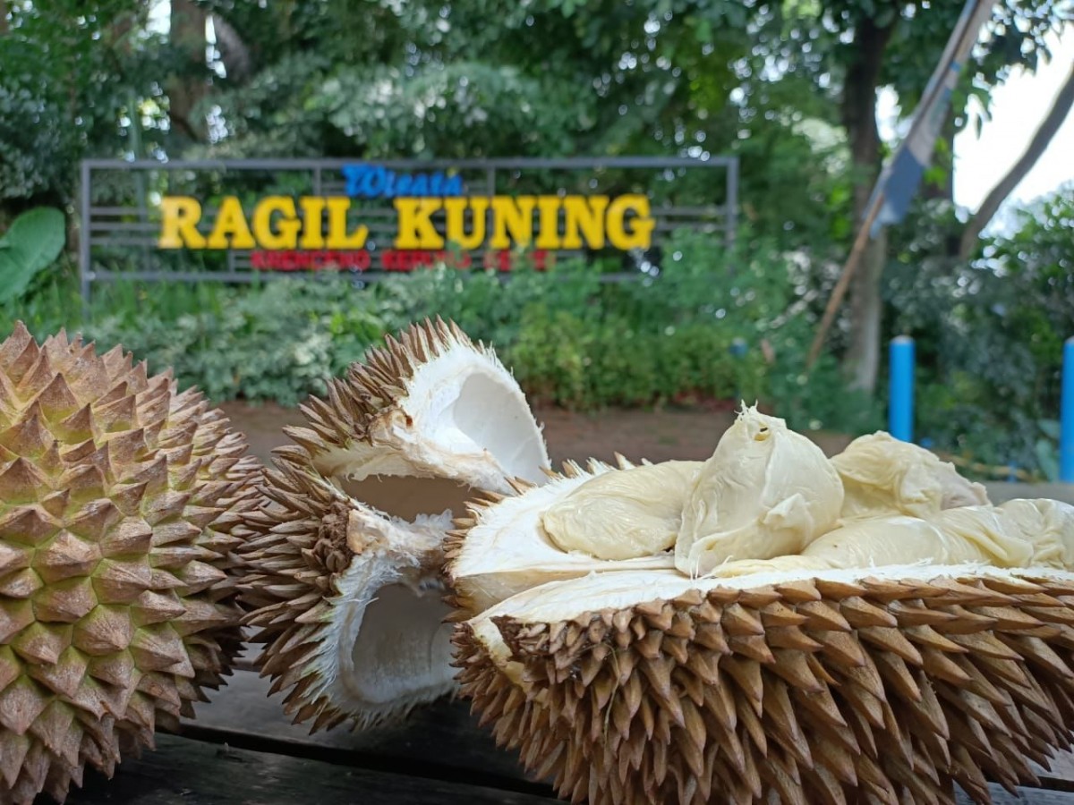 Durian khas Desa Krenceng, Kecamatan Kepung, Kabupaten Kediri yang bisa menggoda kolesterol. (foto: Isa Anshori for jatimnow.com)