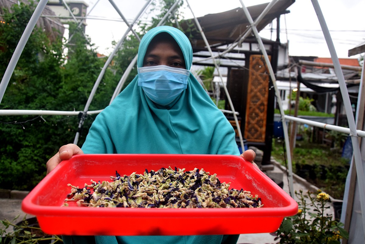 Bunga telang yang telah dikeringkan untuk dijadikan minuman siap seduh. (foto: Rochman Arief/jatimnow.com)