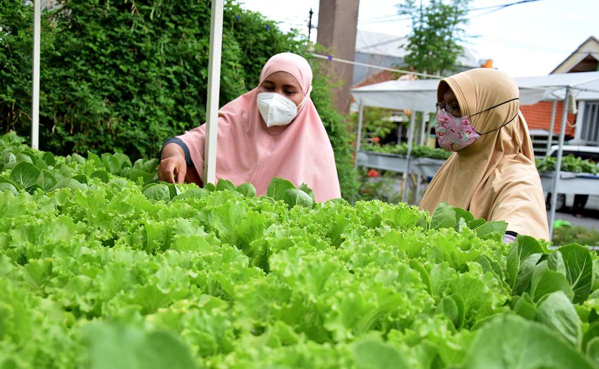 Selada merupakan salah satu koleksi sayuran hidroponik yang dimiliki warga RW 12 Kelurahan Medokan Ayu Utara, Surabaya. (foto: Rochman Arief/jatimnow.com)