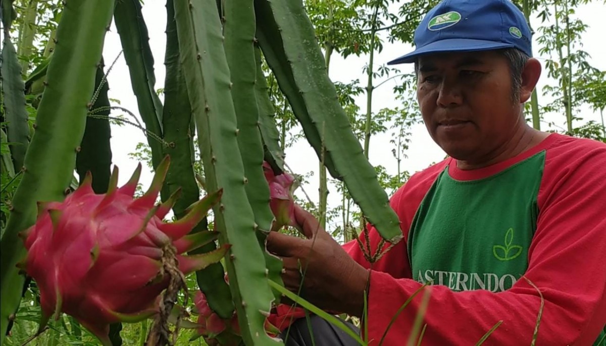 Semringah Petani Buah Naga Di Jombang Jelang Perayaan Imlek