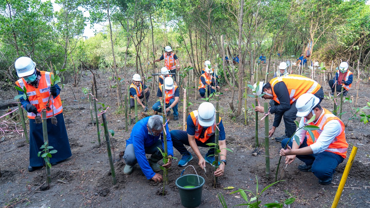 Direksi dan pegawai TPS melakukan penanaman mangrove di sekitar dermaga. (foto: TPS for jatimnow.com)