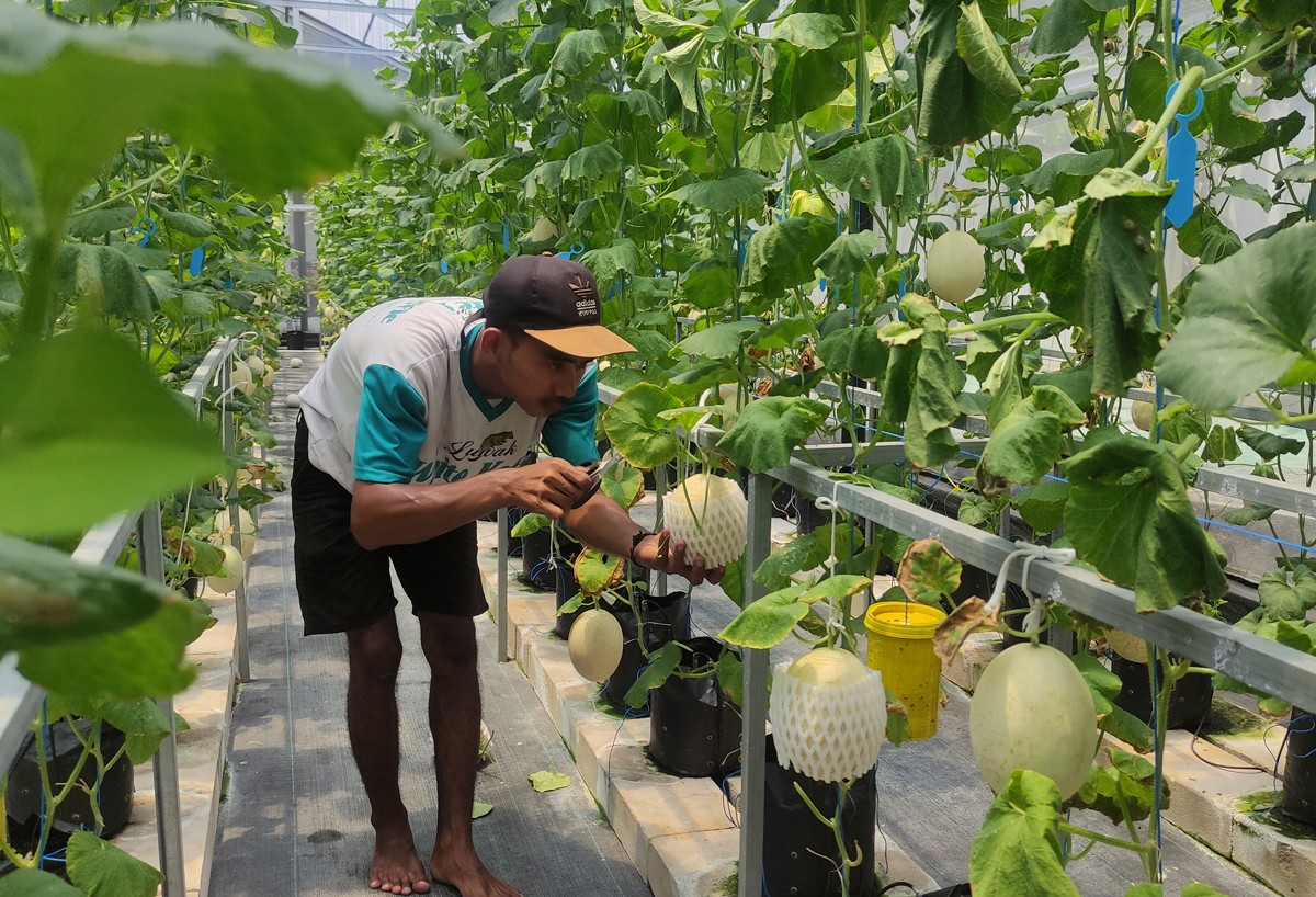 Kebun melon hidroponik yang dikembangkan Lucky Ananda dijual melalui daring dan sudah menembus pasar modern. (foto: Eko Purwanto/jatimnow.com)