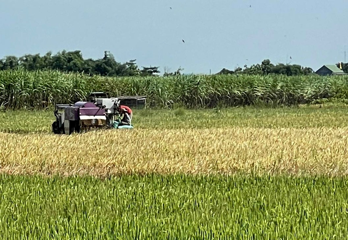 Pemkab Jombang menyatakan produksi padi tahun ini jauh lebih bagus dibandingkan tahun lalu kendati harga GKP tahun ini jatuh. (foto: Elok Aprianto/jatimnow.com)