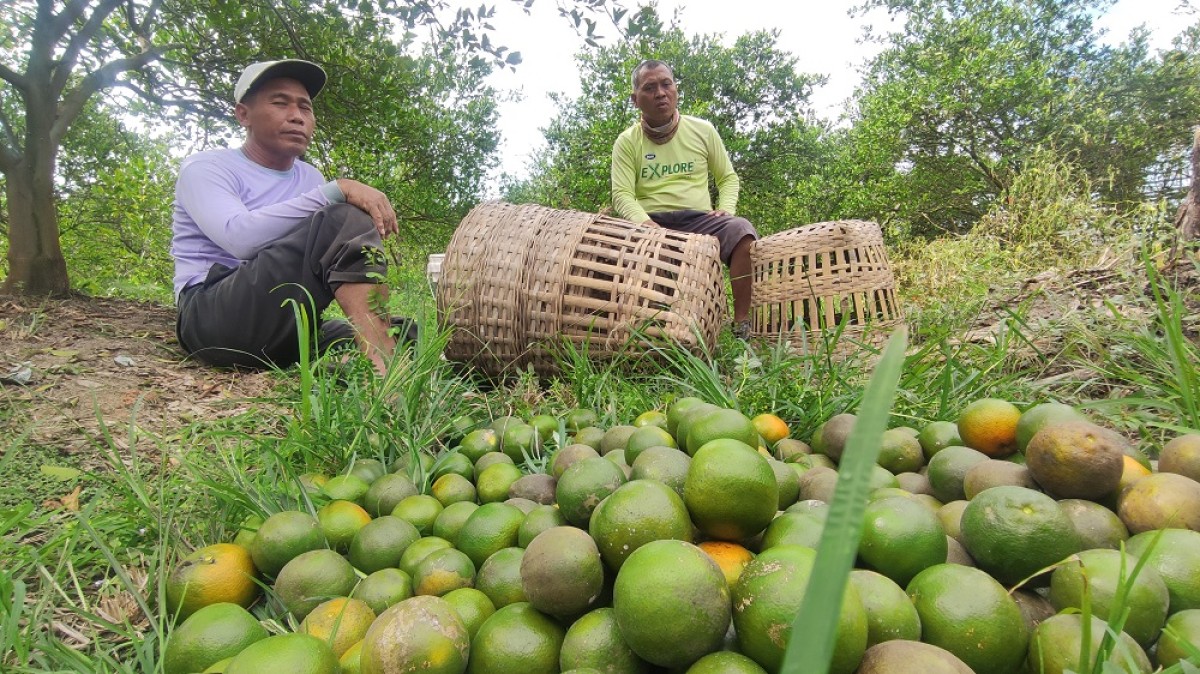 Jeruk yang tersisa setelah dijarah maling.