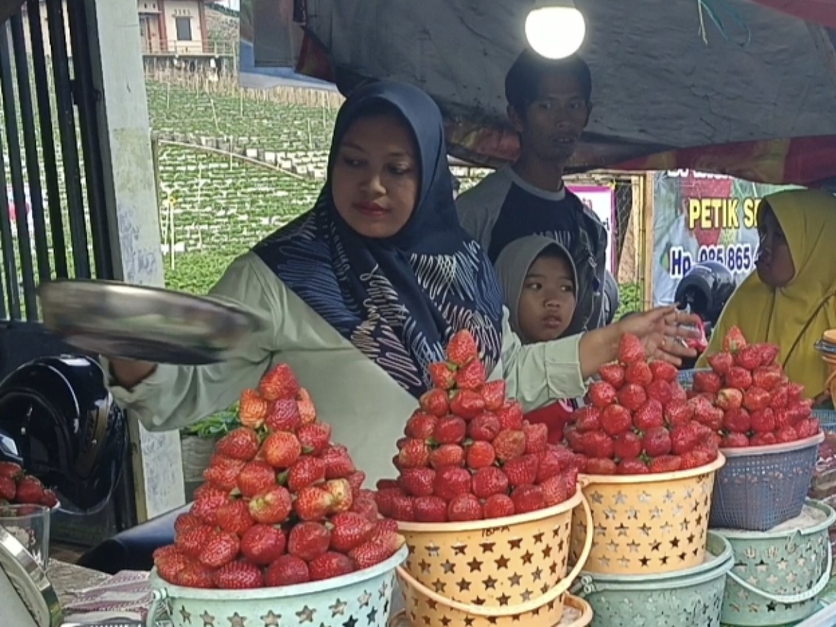 Pedagang strawberry di Magetan, panen cuan.