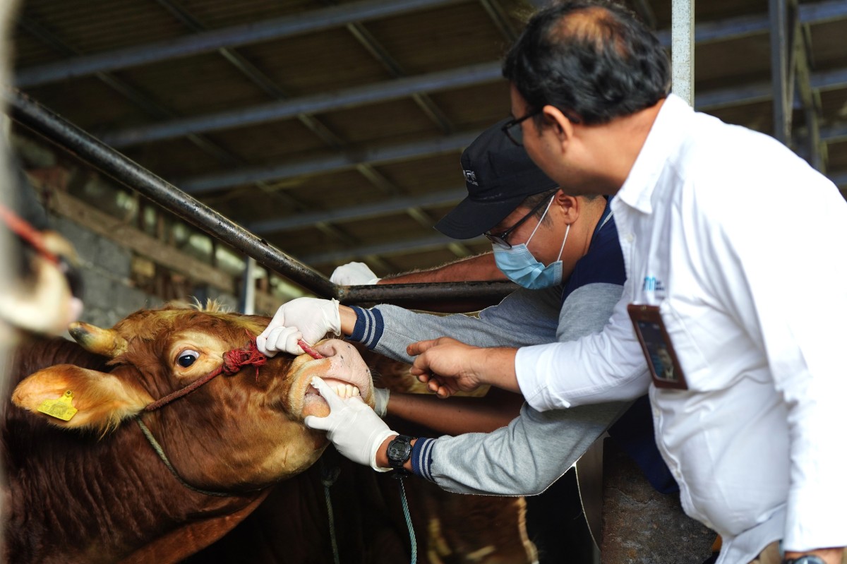 Pemeriksaan fisik hewan kurban oleh tim Dinas Kesehatan Lumajang, di peternakan UMKM Klanting Mandiri di Kelurahan Sukodono, Kabupaten Lumajang, Jawa Timur.