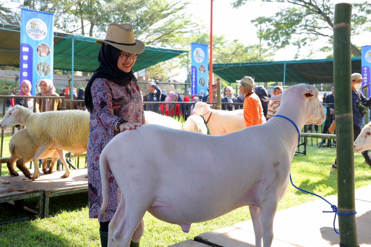 Kontes hewan ternak di Banyuwangi.
