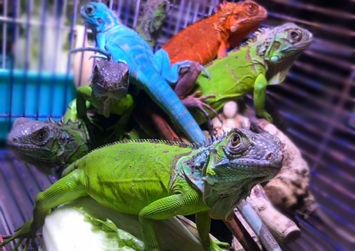 Beberapa jenis reptil (Choky for jatimnow.com)