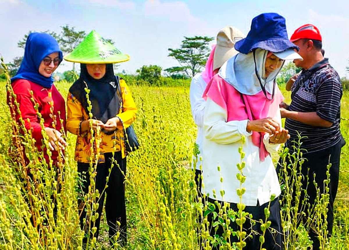 Lahan kebun wijen di TKD Gempolklutuk, Kecamatan Tarik, Sidoarjo. (Foto: Ahaddiini HM/jatimnow.com)