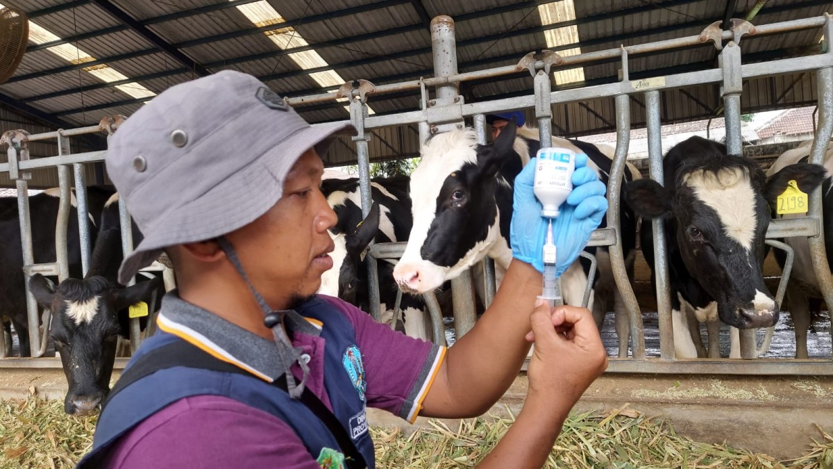 Vaksinator bersiap menyuntik sapi. (Foto: Ni'am Kurniawan/jatimnow.com)