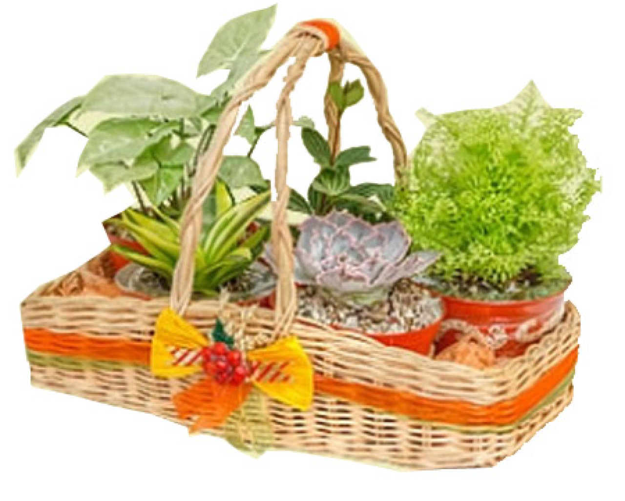 Hampers tanaman hias. (Foto: dok. Pusat Parcel).