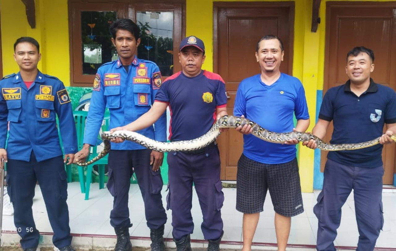 Petugas Damkar bersama Ribut memegang Ular Sanca panjang 4 meteran. (Foto: Damkar Jember)