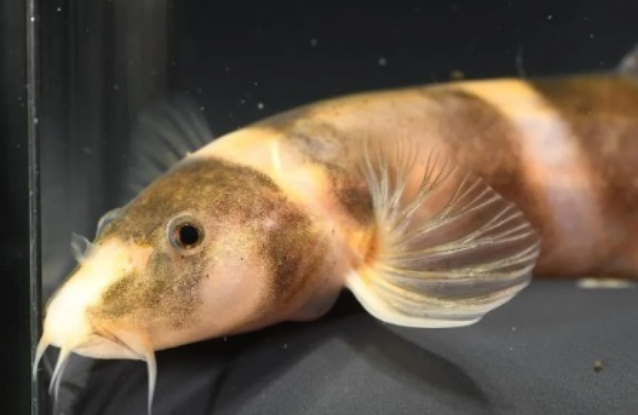 Kapuasia Falaris. (Foto: dok Veryl Hasan)