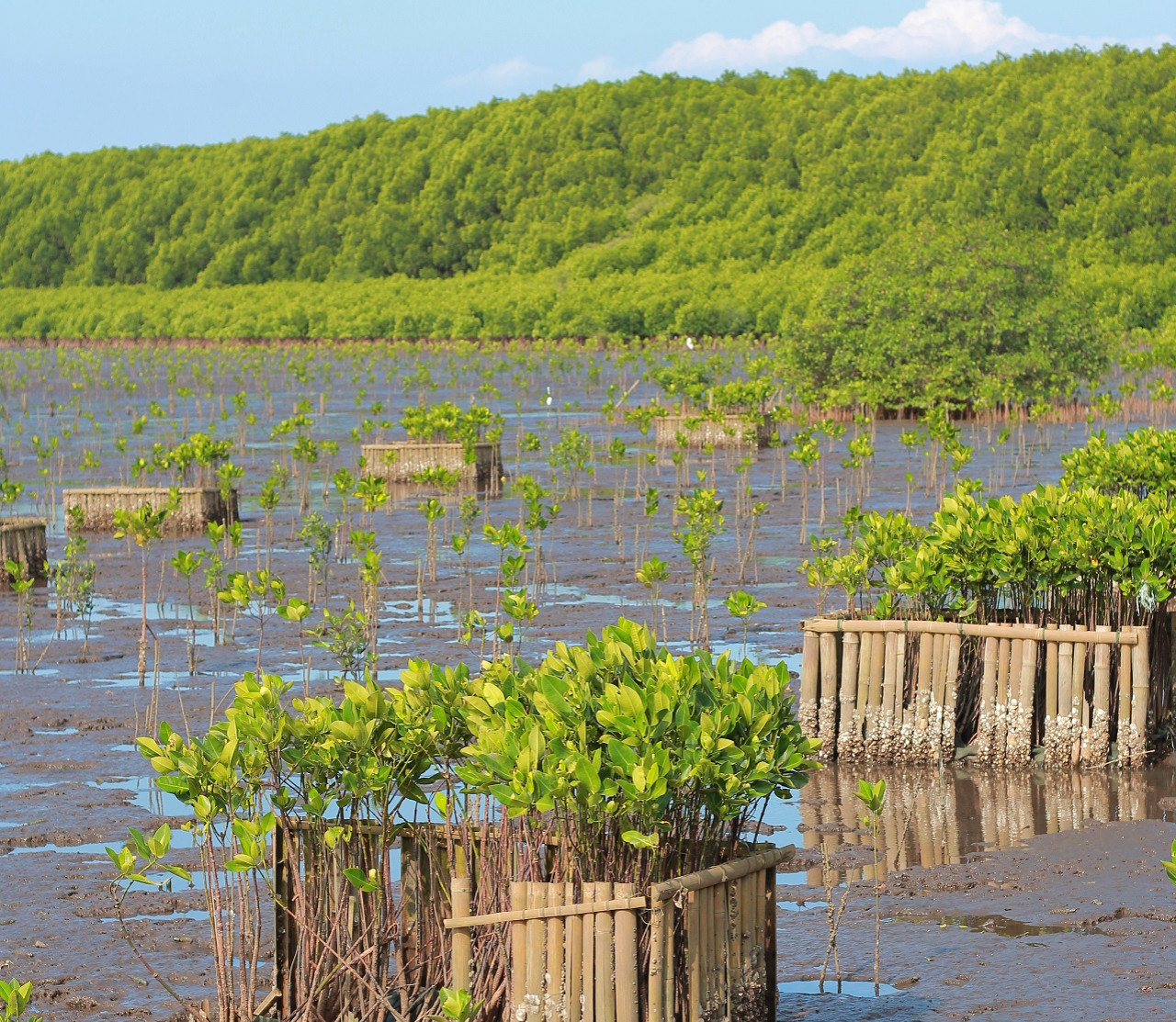 Pantai Mangrove. (Foto: dok Mangrove Penunggul Park for jatimnow.com)