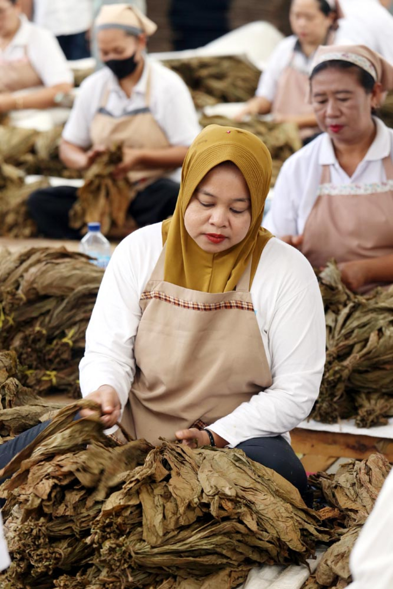 Para pekerja perempuan sedang melakukan kegiatan unting daun tembakau. Kegiatan ini dilakukan untuk membedakan daun per unting sesuai merk, ukuran, juga keutuhan daun. Foto: Ali Masduki/JatimNow.com