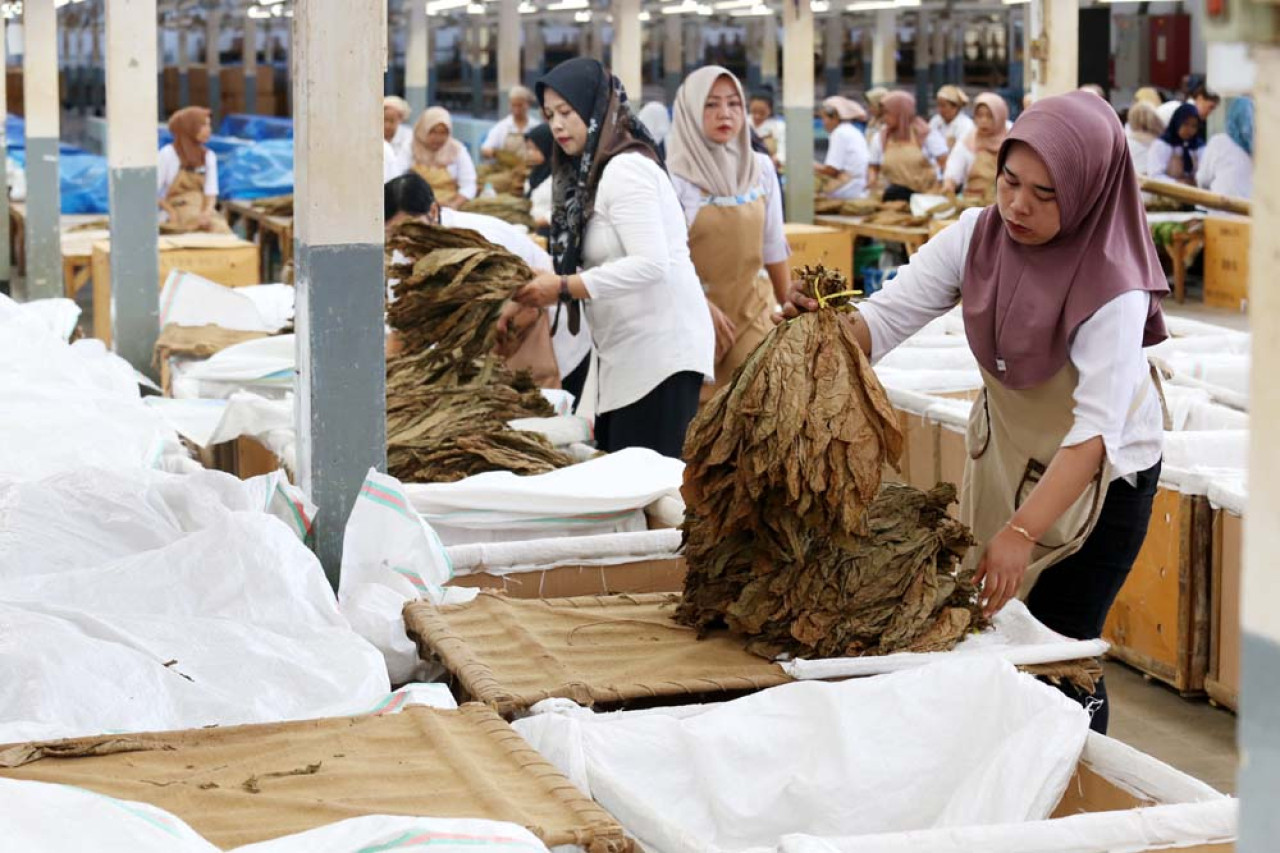 Para pekerja perempuan di gudang pengolah sedang melakukan persiapan penyajian daun tembakau grade filler. Persiapan dilakukan secara teliti dan seksama agar sampel daun dapat benar-benar mewakili keseluruhan partai daun yang disajikan kepada calon pembeli. Foto: Ali Masduki/JatimNow.com