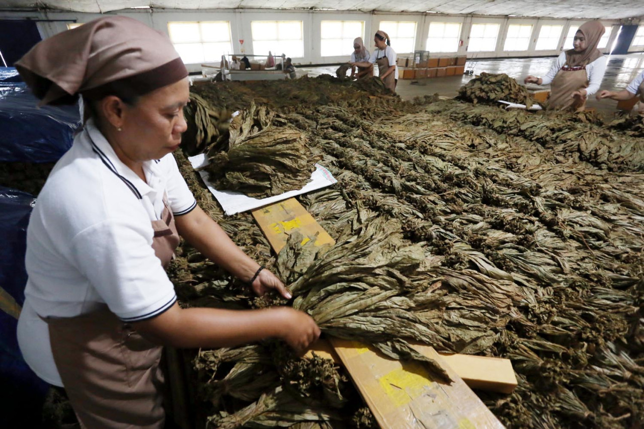 Kegiatan fermentasi daun dilakukan tepat setelah daun usai diolah di gudang pengering. Kegiatan ini bertujuan untuk memantapkan warna dan aroma daun tembakau. Foto: Ali Masduki/JatimNow.com