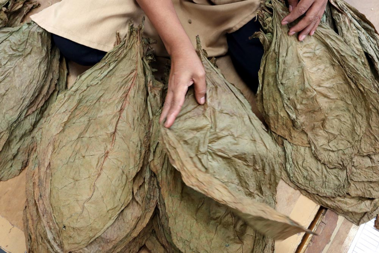 Pekerja sedang melakukan kegiatan sortasi daun tembakau. Daun disortasi berdasarkan kerataan warna, ukuran dan ketebalan daun. Foto: Ali Masduki/JatimNow.com