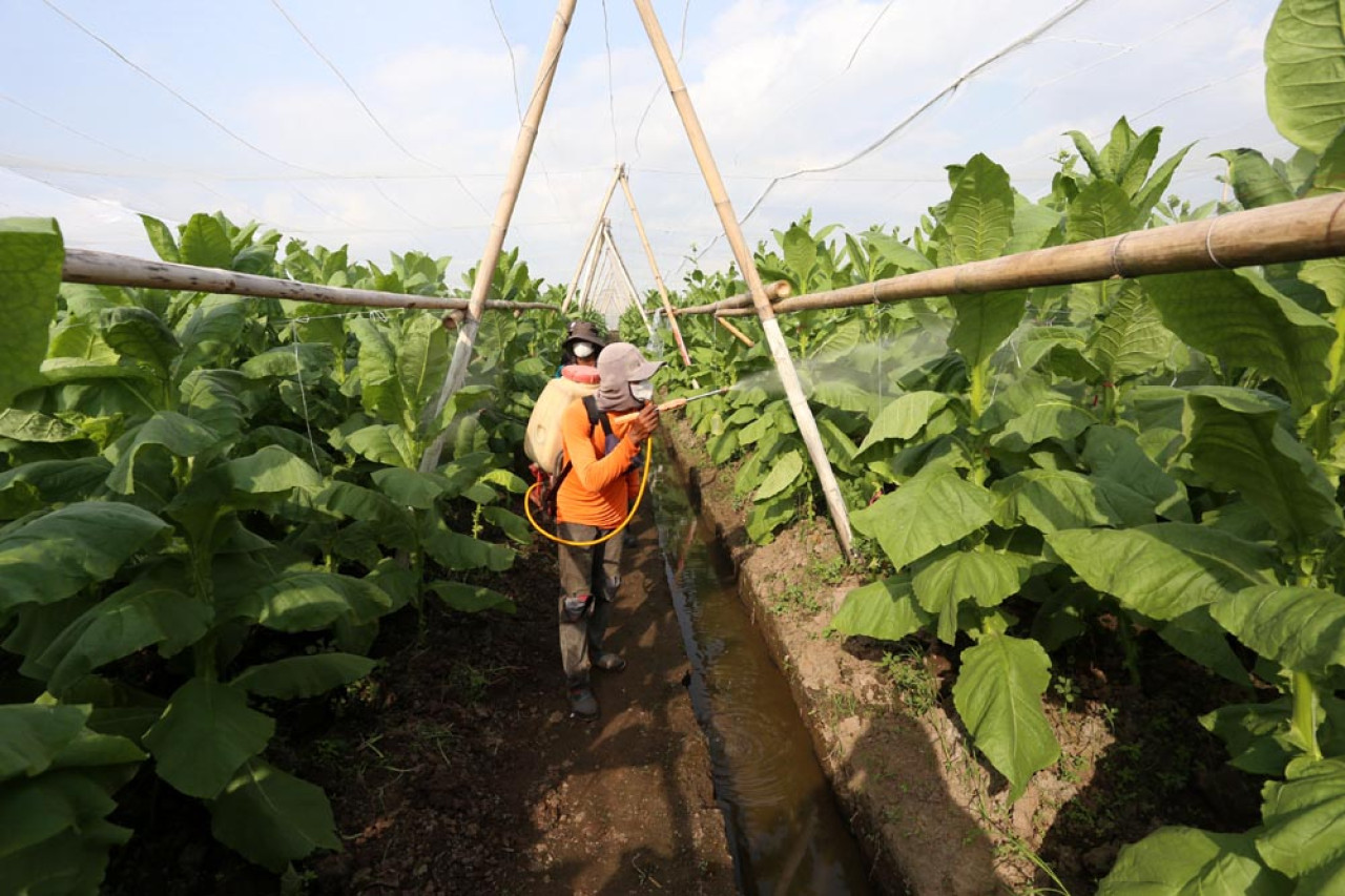 Pemeliharaan tanaman dengan pengaplikasian pestisida. Foto: Ali Masduki/JatimNow.com