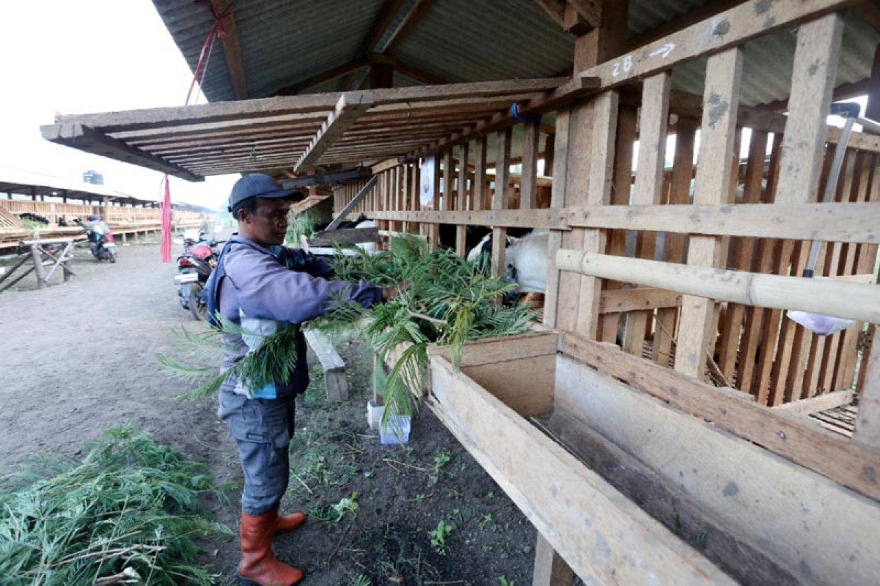 Peternak memberikan makan kambing di Kandang Ternak Komunal. Foto: Ali Masduki/jatimnow,com