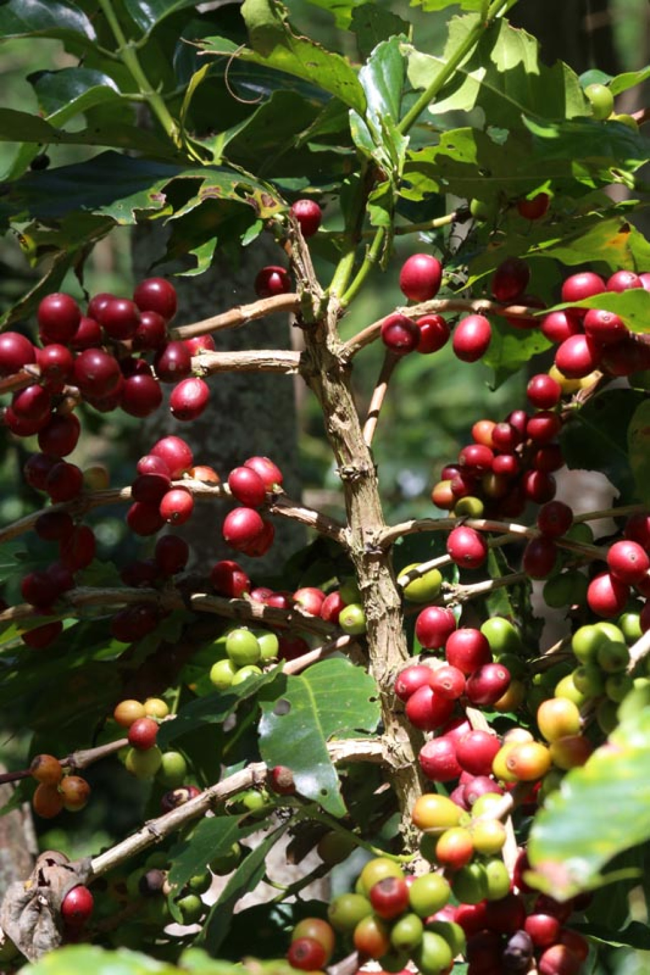 Pohon kopi ini bisa berproduksi secara ekonomis selama 10 hingga 25 tahun dengan kualitas konsisten. Foto: Ali Masduki/jatimnow.com