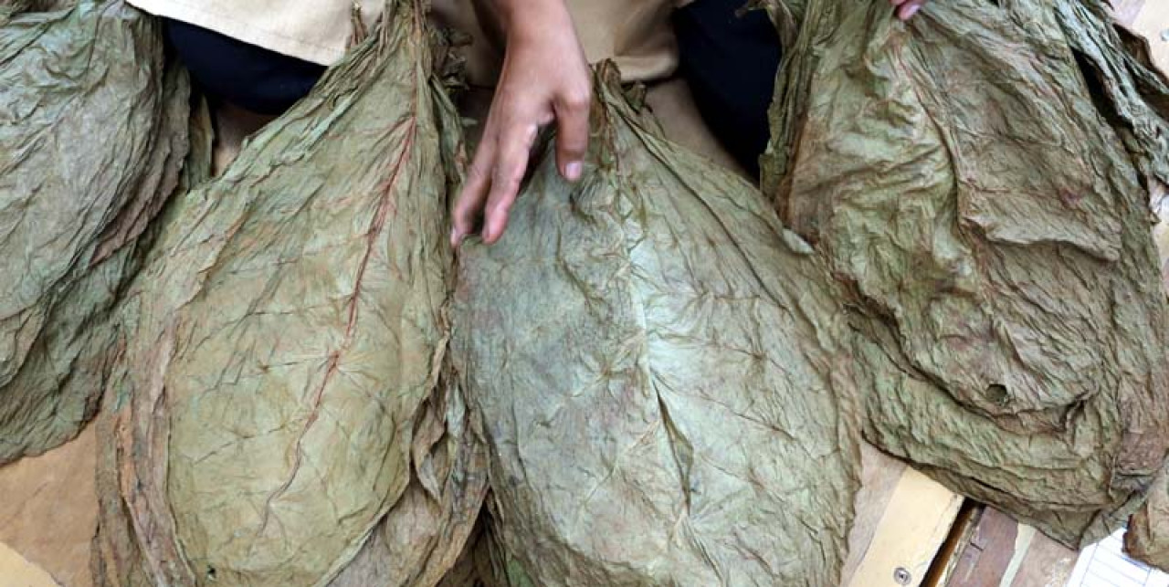 Pekerja mensortir tembakau di Jember. Foto: Ali Masduki/jatimnow.com