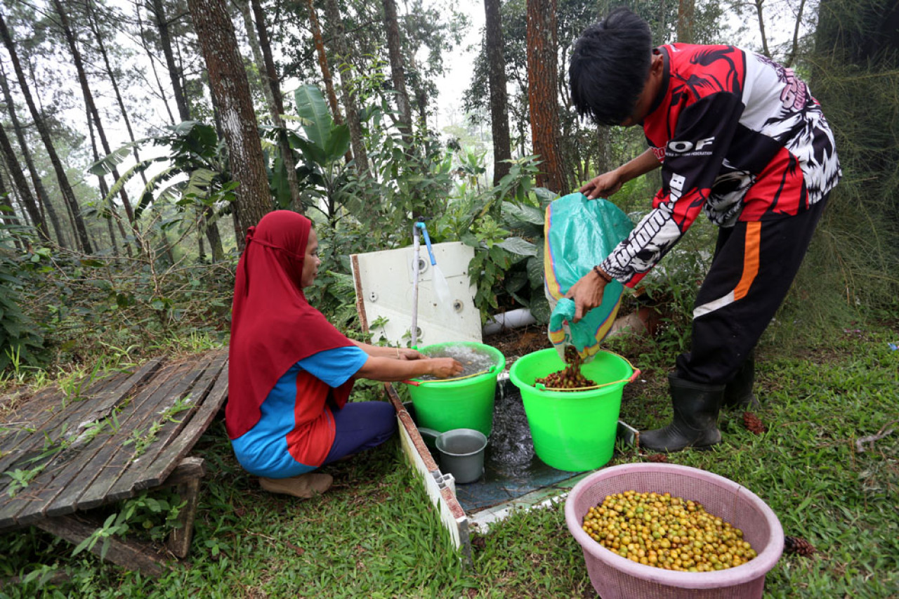 Petani kopi mencuci hasil panen kopi Arabika di salah satu kran air bersih di Lereng Gunung Arjuna, Dusun Tegal Kidul, Desa Jatiarjo, Kecamatan Prigen, Kabupaten Pasuruan, Jawa Timur, Senin (04/8/2025). Air bersih tersebut merupakan bantuan pipanisasi dari Pertamina Patra Niaga Jatimbalinus. Foto: Ali Masduki/JatimNow.com