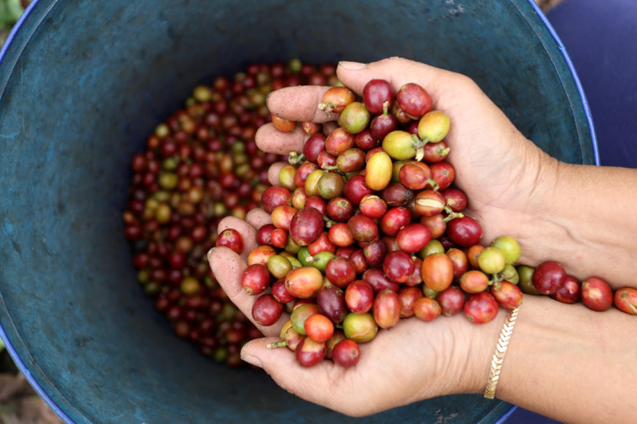 Petani menunjukkan varietas Kopi Arabika, saat memetik kopi di Lereng Gunung Arjuna, Pasuruan, Jawa Timur, Senin (04/8/2025). Foto: Ali Masduki/JatimNow.com