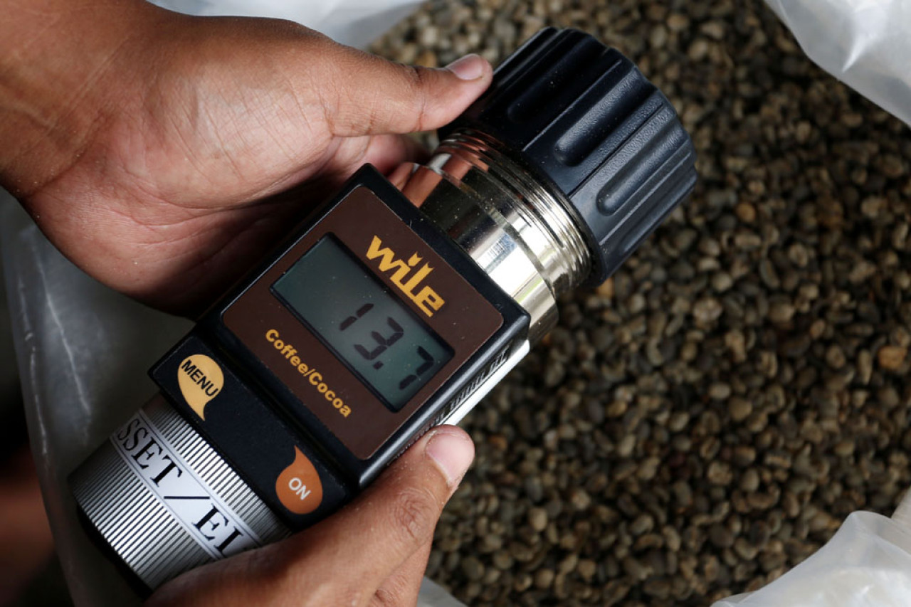 Pekerja mengukur kadar air biji kopi Arabika, di gudang kopi Dusun Tegal Kidul, Desa Jatiarjo, Kecamatan Prigen, Kabupaten Pasuruan, Jawa Timur, Senin (04/8/2025). Green bean kopi dari lereng Arjuna ini menjadi idola pecinta kopi nasional dan mancanegara. Foto: Ali Masduki/JatimNow.com