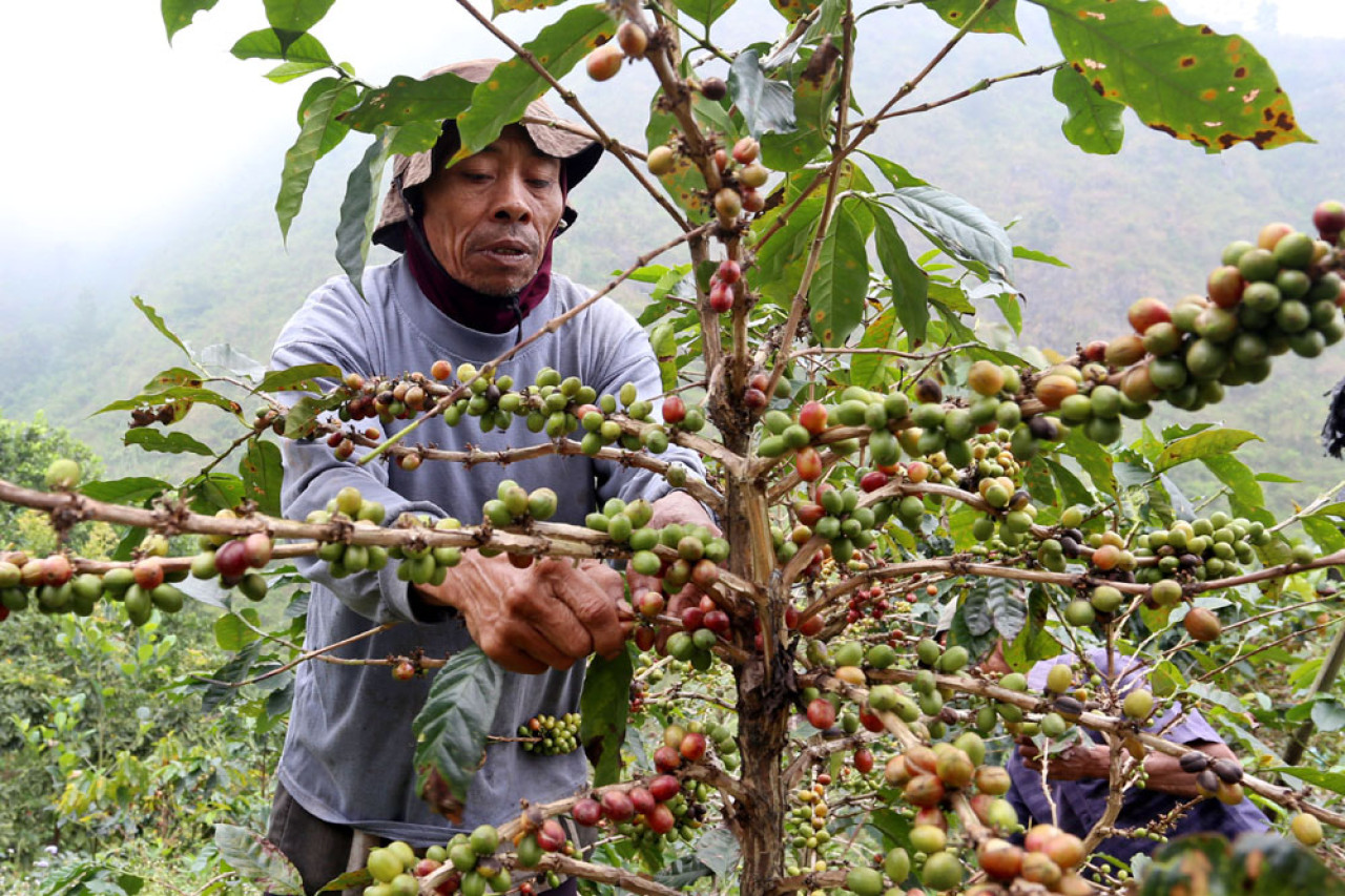 Seorang buruh tani memetik kopi Arabika di Lereng Gunung Arjuna, Dusun Tegal Kidul, Desa Jatiarjo, Kecamatan Prigen, Kabupaten Pasuruan, Jawa Timur, Senin (04/8/2025). Buruh tani petik kopi tersebut mendapat upah Rp3000 per kilogram. Jika memilih harian, buruh petik kopi mendapat upah Rp75.000. Foto: Ali Masduki/JatimNow.com