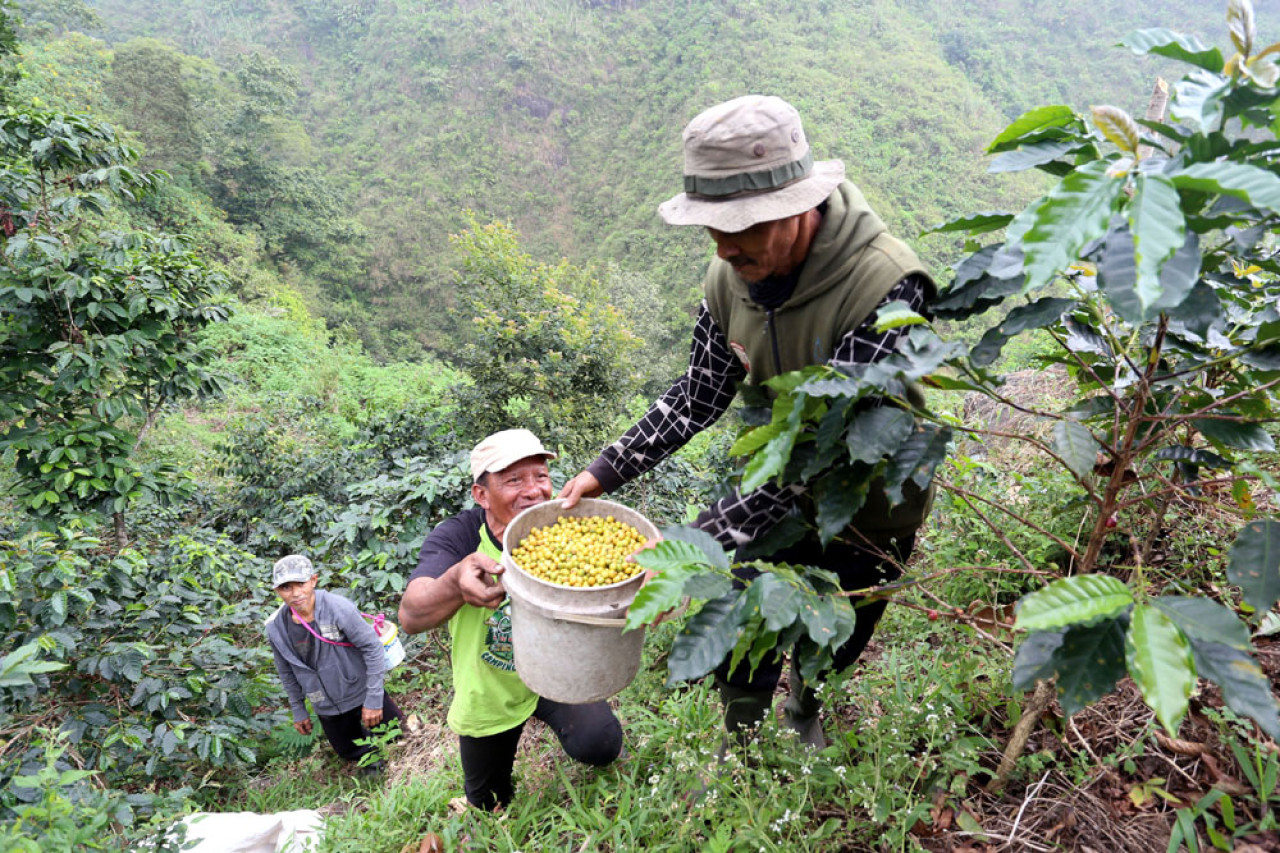 Petani gotong royong mengangkut hasil petik kopi Arabika di Lereng Gunung Arjuna, Dusun Tegal Kidul, Desa Jatiarjo, Kecamatan Prigen, Kabupaten Pasuruan, Jawa Timur, Senin (04/8/2025). Foto: Ali Masduki/JatimNow.com