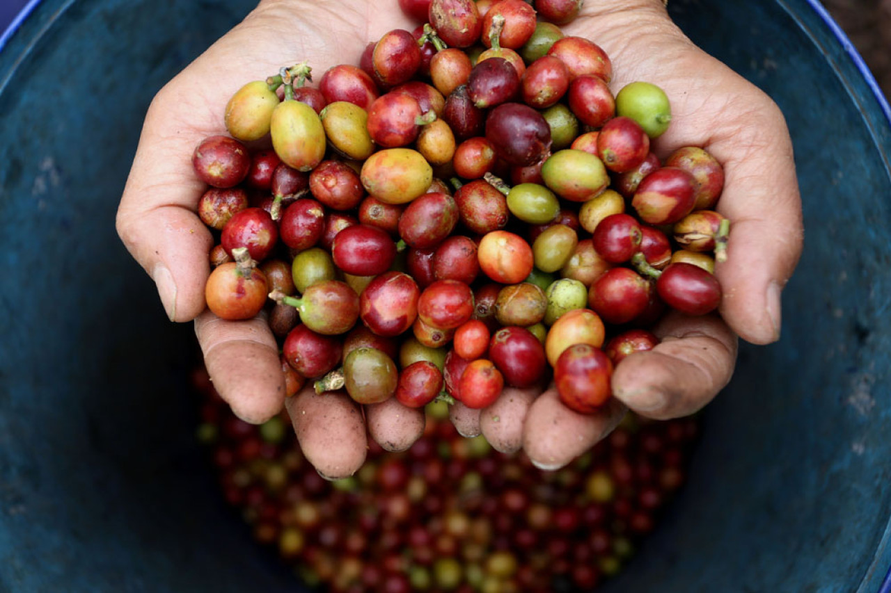 Petani memperlihatkan kopi Arabika di Lereng Gunung Arjuna, Dusun Tegal Kidul, Desa Jatiarjo, Kecamatan Prigen, Kabupaten Pasuruan, Jawa Timur, Senin (04/8/2025). Foto: Ali Masduki/JatimNow.com
