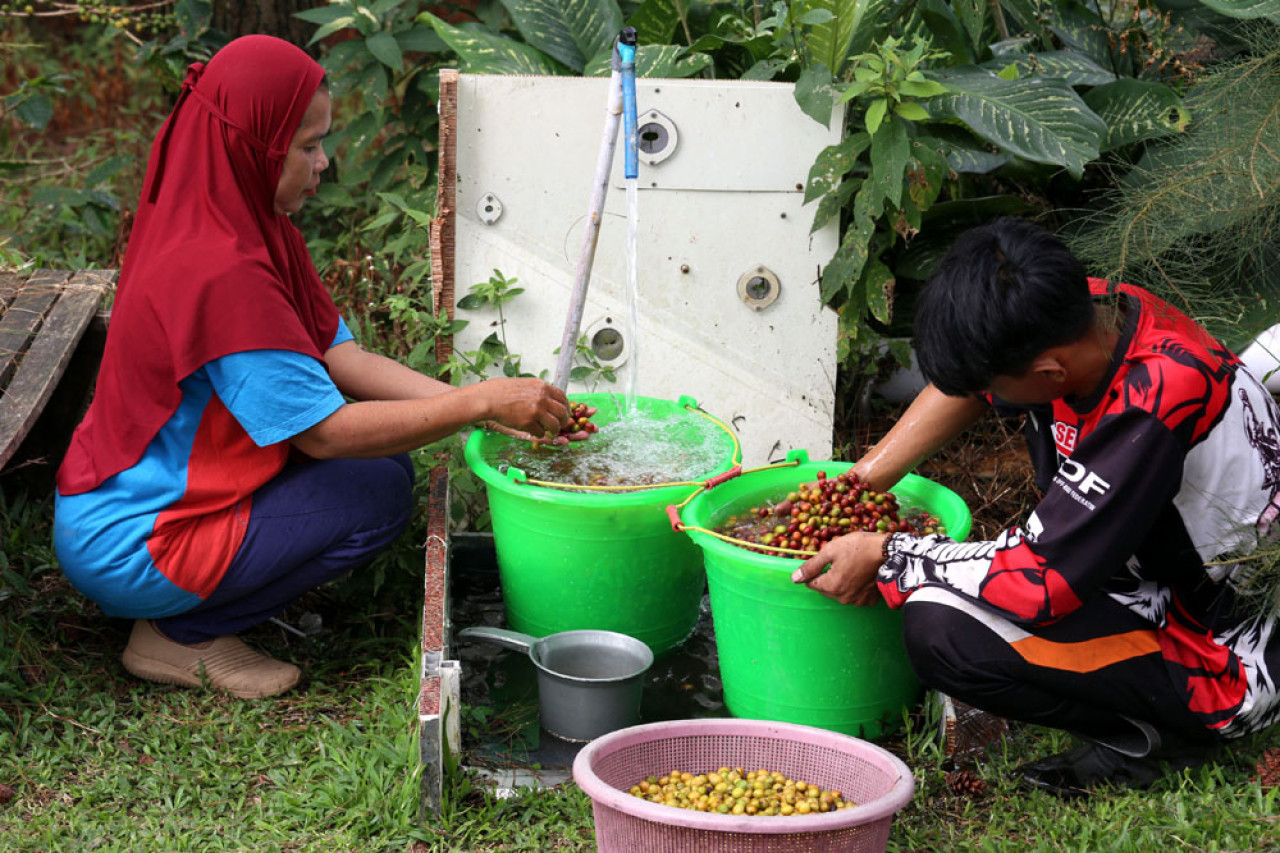Petani kopi mencuci hasil panen kopi Arabika di salah satu kran air bersih di Lereng Gunung Arjuna, Dusun Tegal Kidul, Desa Jatiarjo, Kecamatan Prigen, Kabupaten Pasuruan, Jawa Timur, Senin (04/8/2025). Air bersih tersebut merupakan bantuan pipanisasi dari Pertamina Patra Niaga Jatimbalinus. Foto: Ali Masduki/JatimNow.com