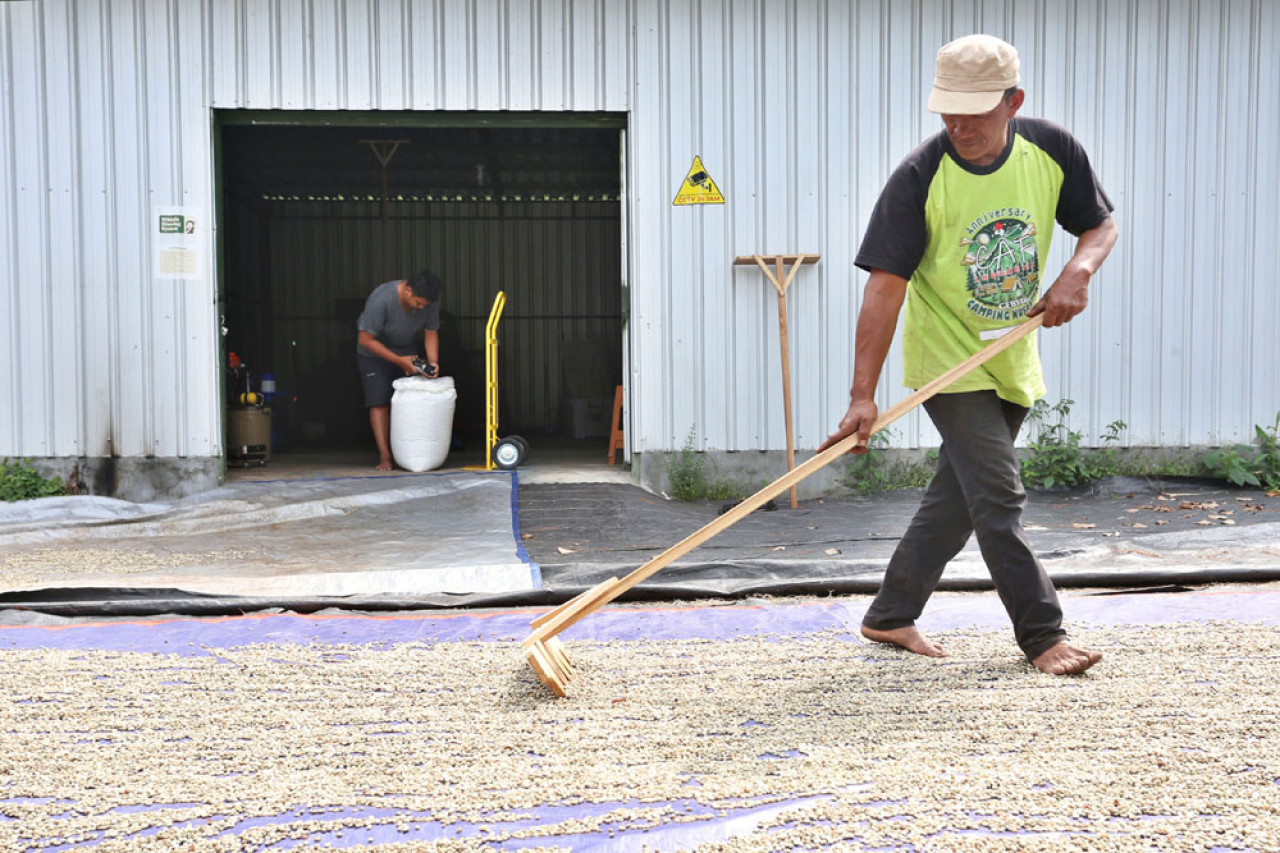 Hidayat mengurai biji kopi Arabika saat proses penjemuran di Dusun Tegal Kidul, Desa Jatiarjo, Kecamatan Prigen, Kabupaten Pasuruan, Jawa Timur, Senin (04/8/2025). Foto: Ali Masduki/JatimNow.com